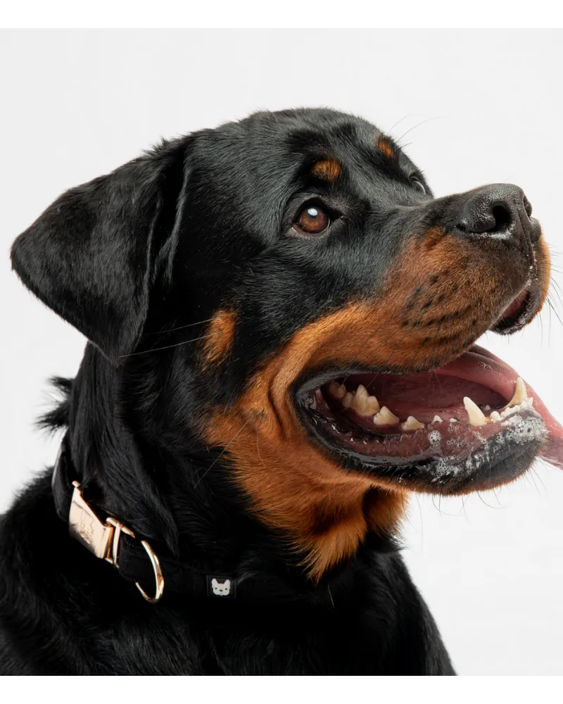Aquafleece Water Repellant Dog Collar in Black (FINAL SALE)