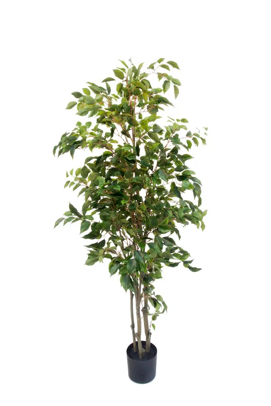 Ficus Tree Potted 180cm